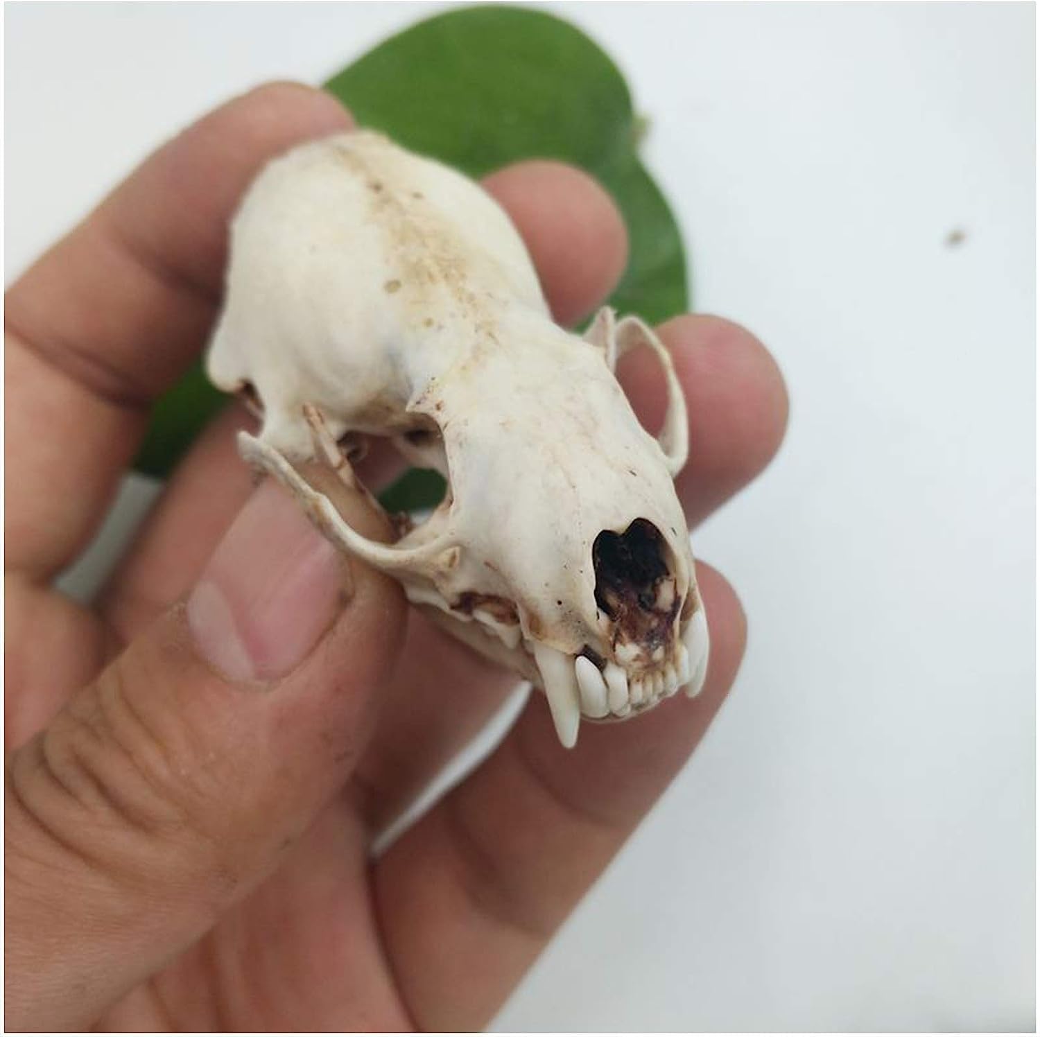 Amazon.co.jp: イタチの頭蓋骨標本モデル、動物の頭蓋骨剥製